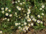 Tripleurospermum inodorum