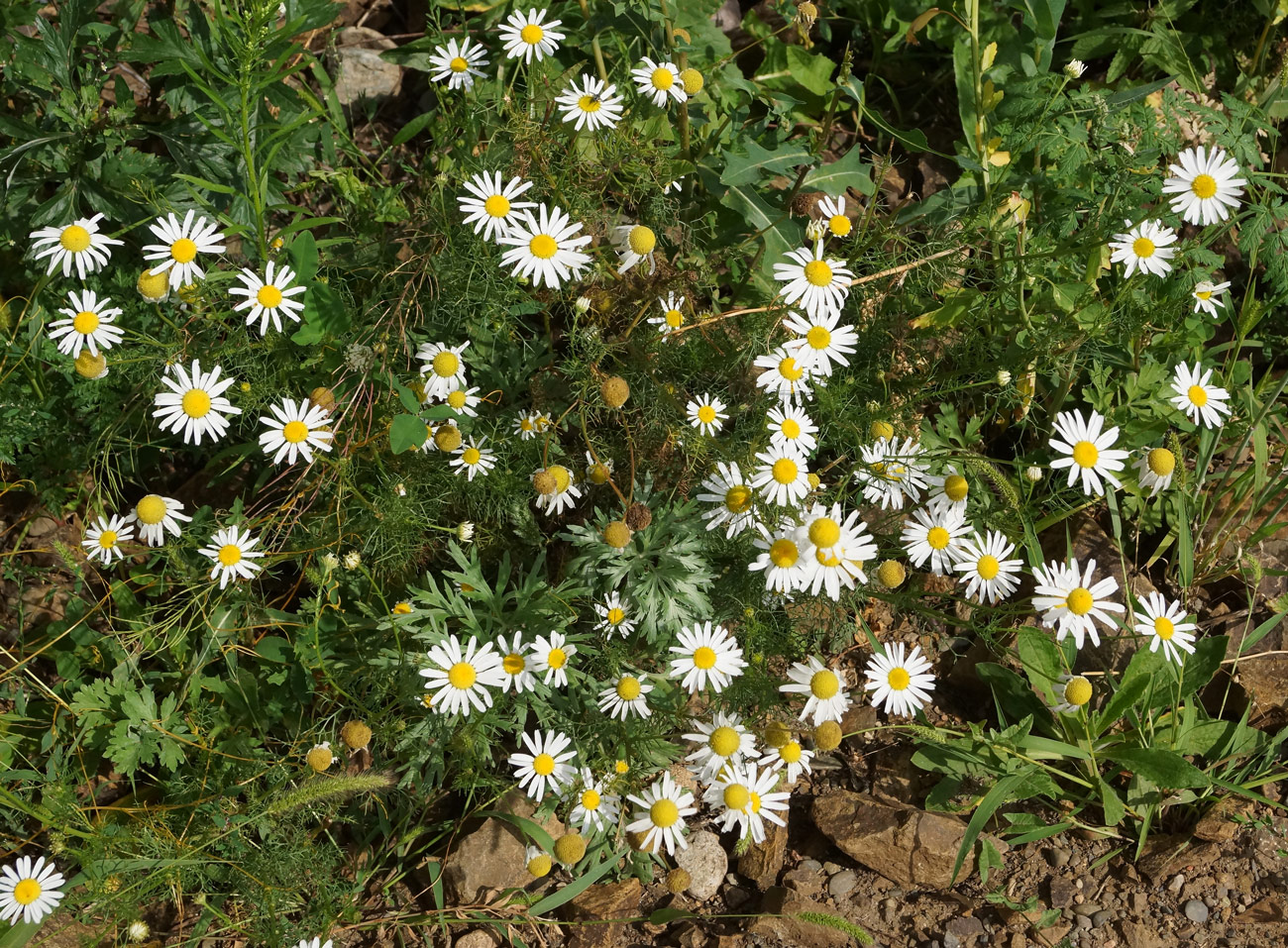 Image of Tripleurospermum inodorum specimen.