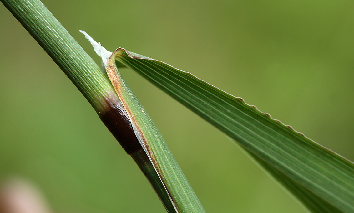 Image of Phleum pratense specimen.