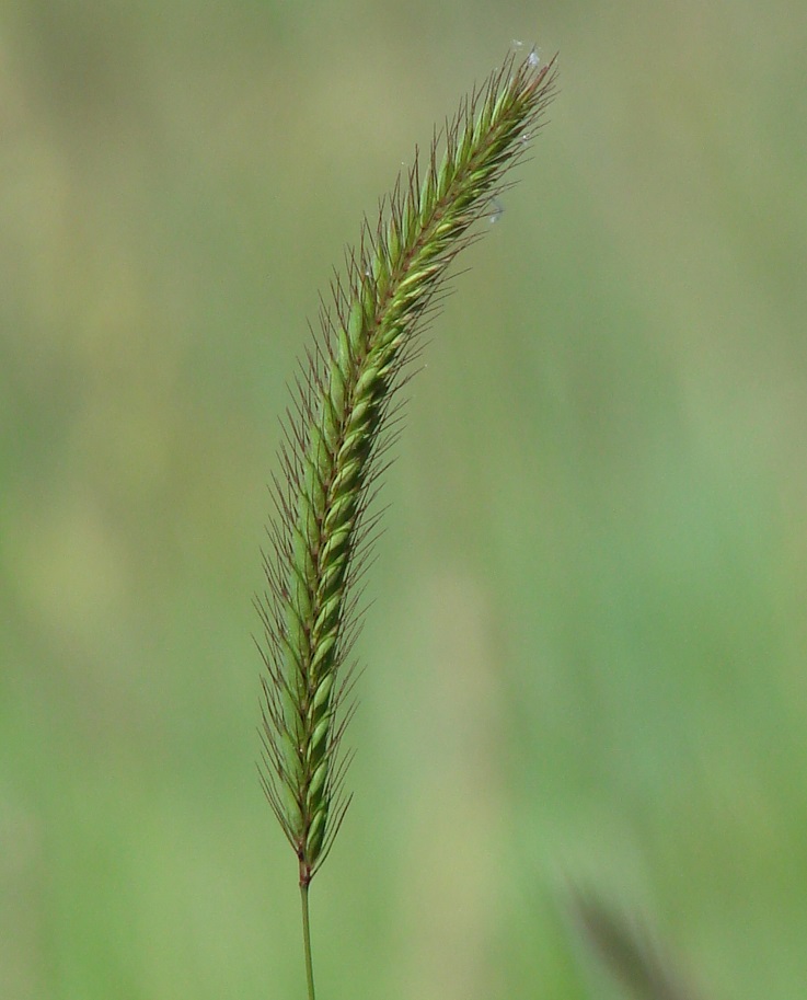 Image of Hordeum brevisubulatum specimen.