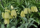 Fritillaria pallidiflora