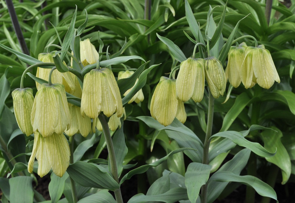 Image of Fritillaria pallidiflora specimen.