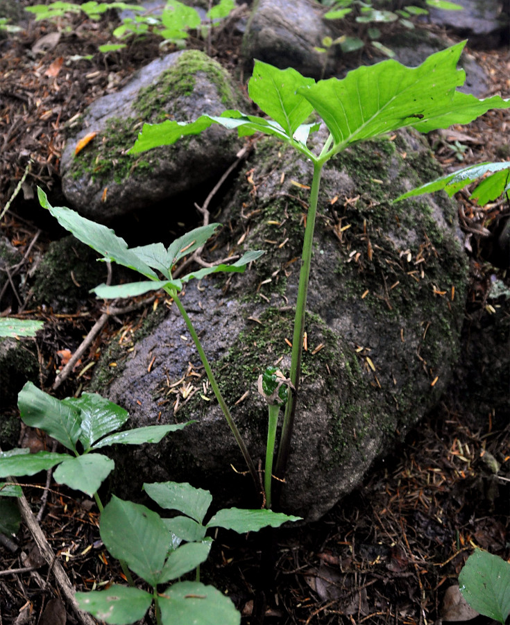 Изображение особи Arisaema robustum.