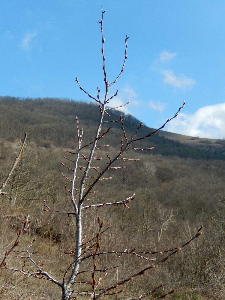 Изображение особи Carpinus orientalis.