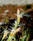 Carex halleriana