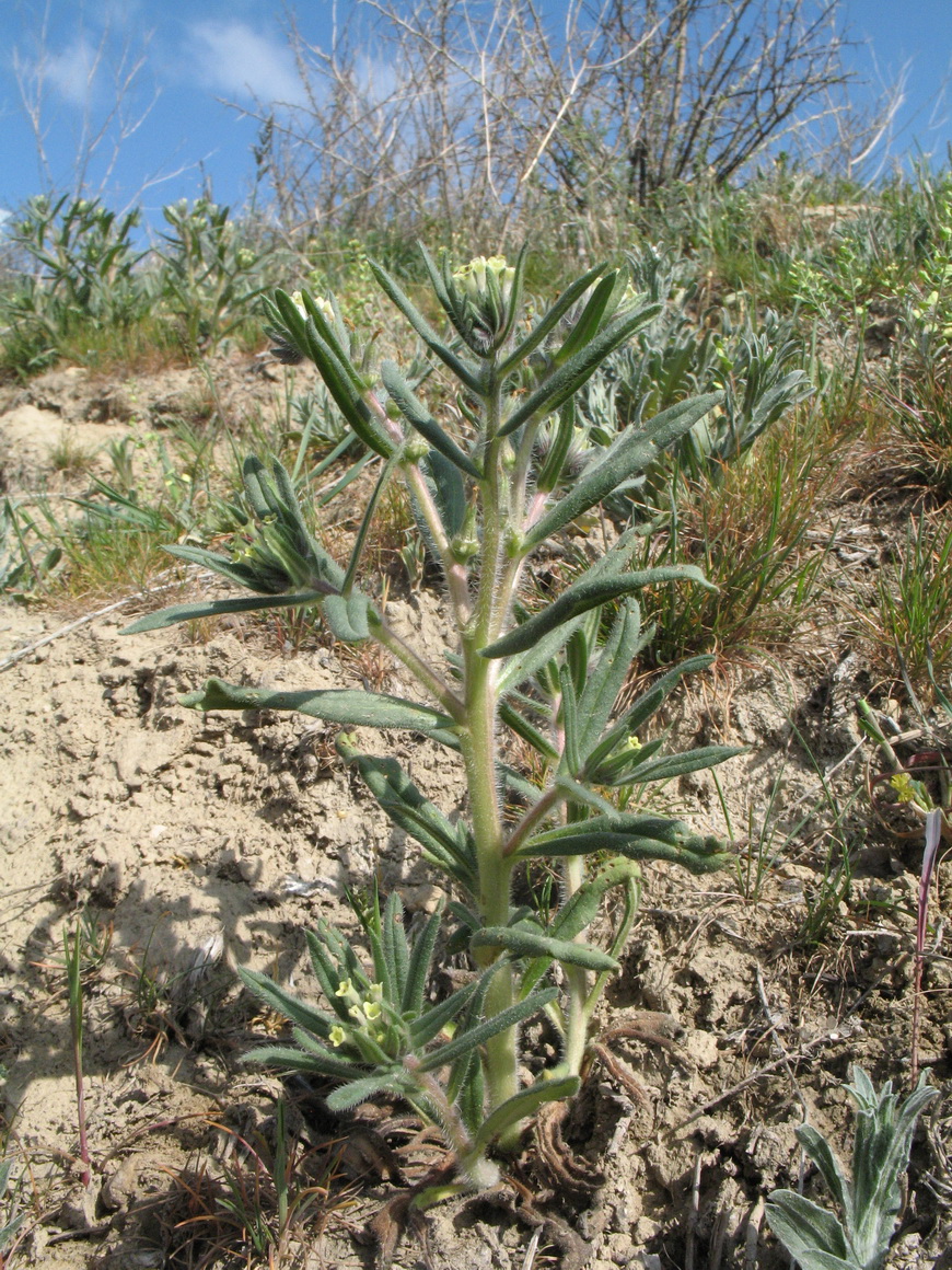 Image of Arnebia decumbens specimen.