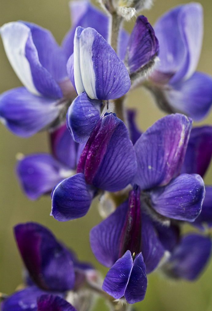 Image of Lupinus pilosus specimen.