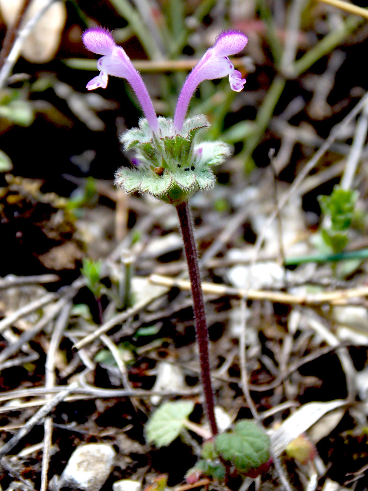 Image of Lamium amplexicaule specimen.