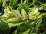 Nonea lutea