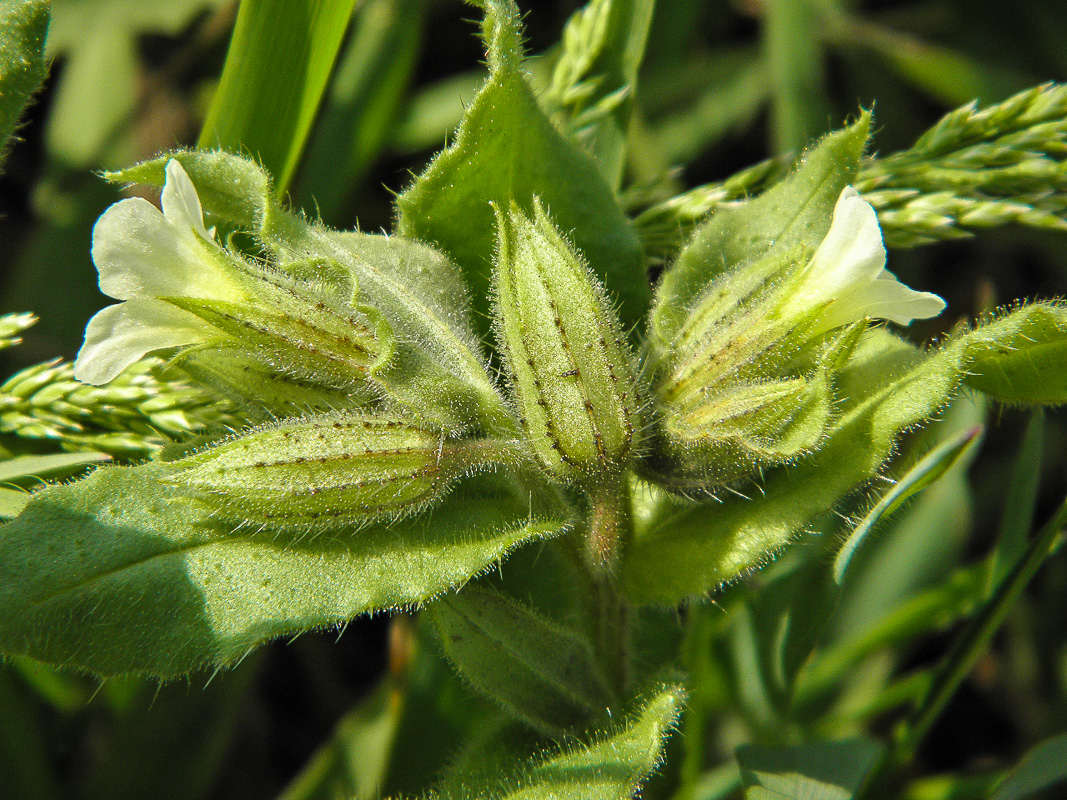 Изображение особи Nonea lutea.