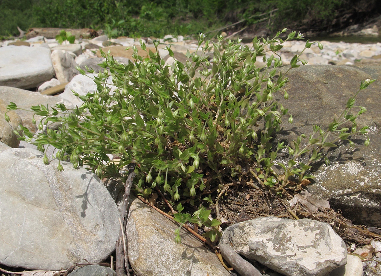 Image of Moehringia trinervia specimen.