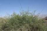 Ephedra foliata