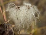 Clematis vitalba. Плоды с облетающими плодиками. Южный берег Крыма, окр. с. Малый Маяк; обочина дороги вдоль восточного склона горы Парагильмен. 16.11.2014.