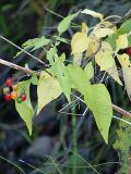 Solanum dulcamara. Верхушка плодоносящего растения. Санкт-Петербург, Пискарёвский парк. 16.09.2009.