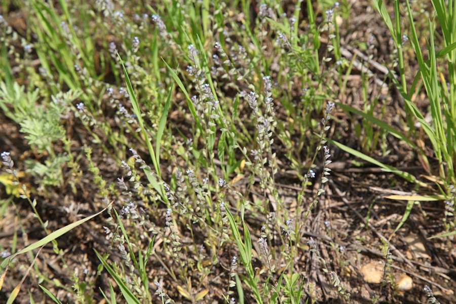 Изображение особи Myosotis micrantha.