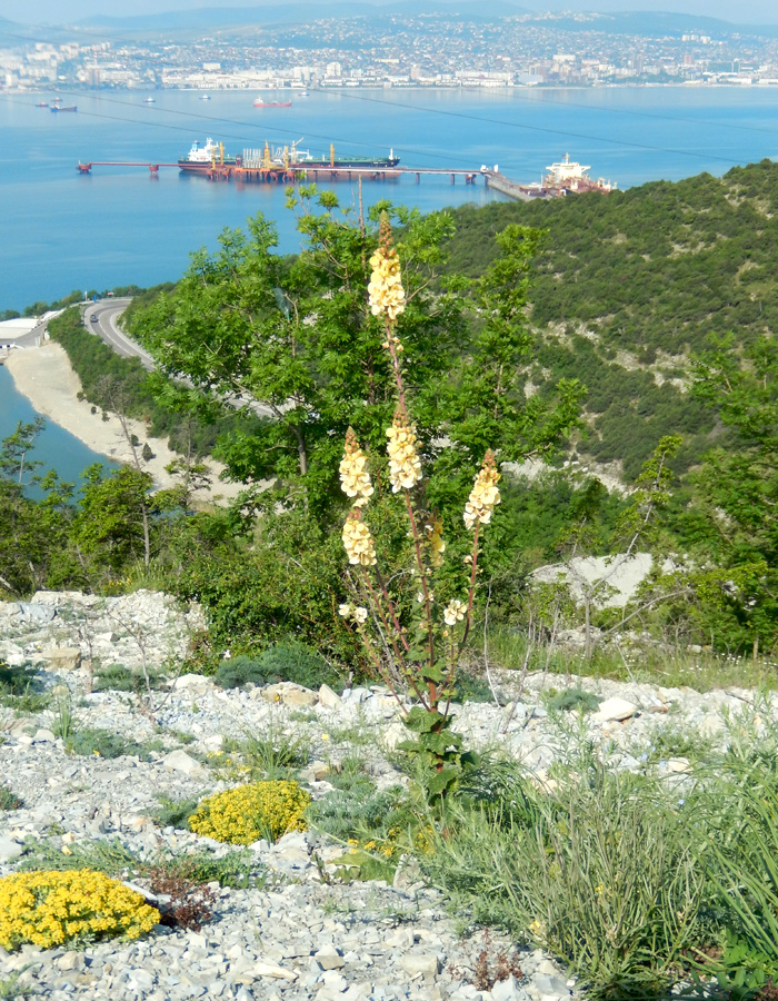Image of Verbascum spectabile specimen.