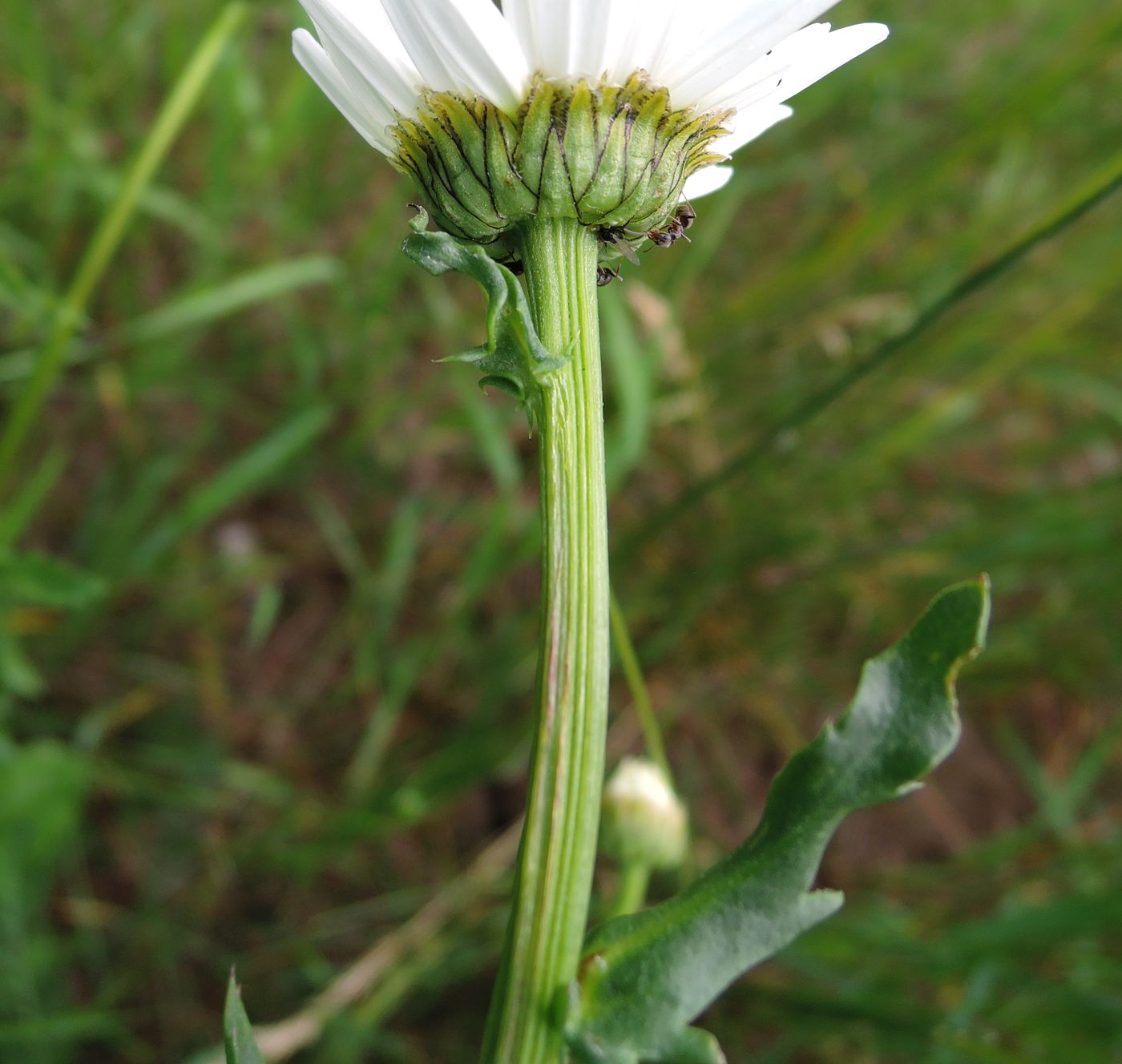 Image of Leucanthemum vulgare specimen.