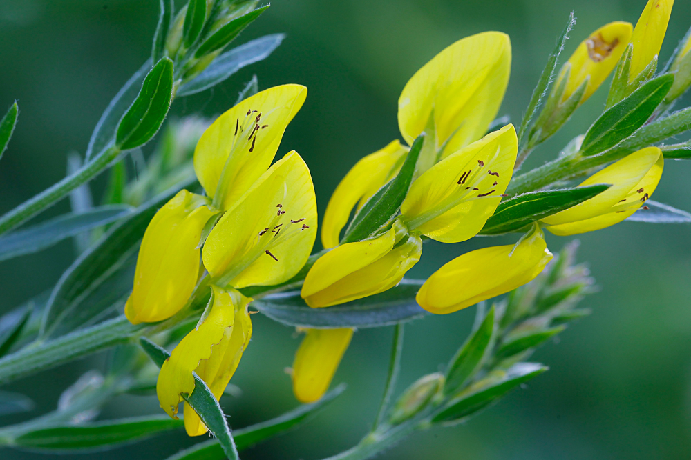 Изображение особи Genista tinctoria.