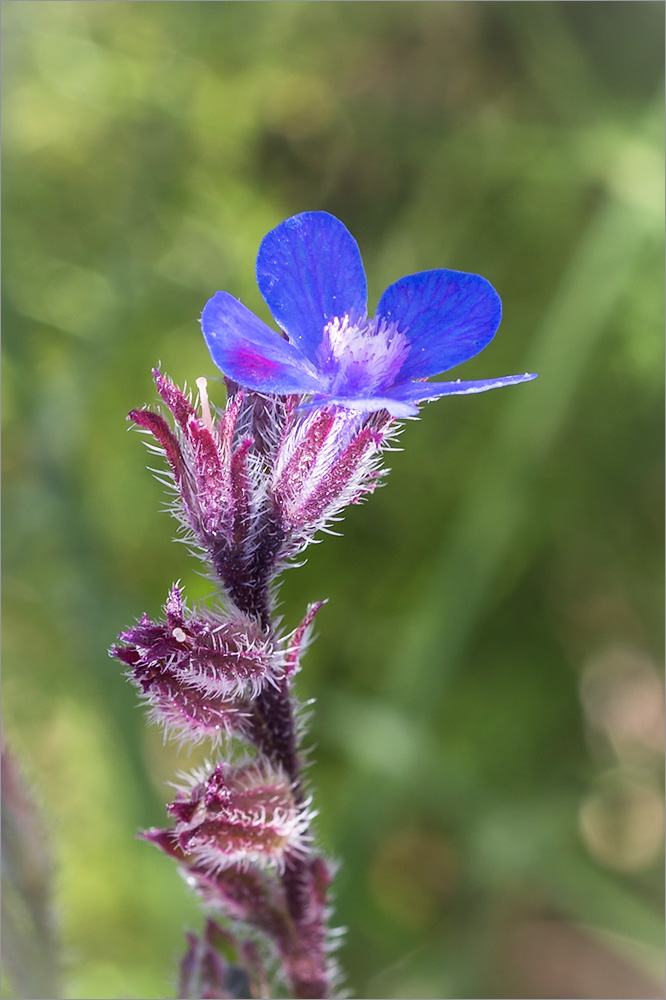 Image of Anchusa azurea specimen.