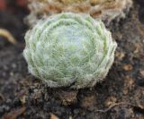 Sempervivum ciliosum