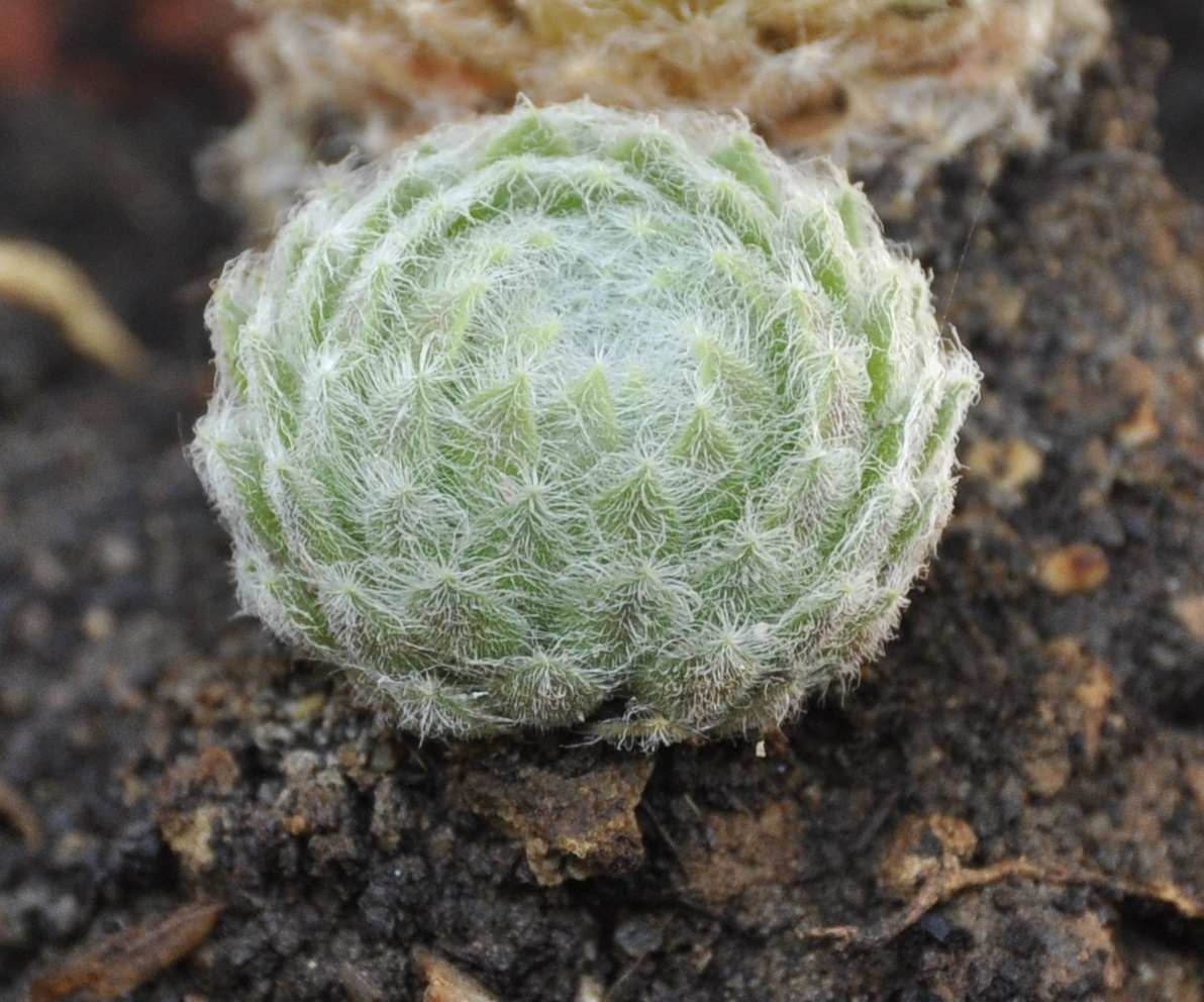 Изображение особи Sempervivum ciliosum.