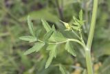 Pastinaca sativa