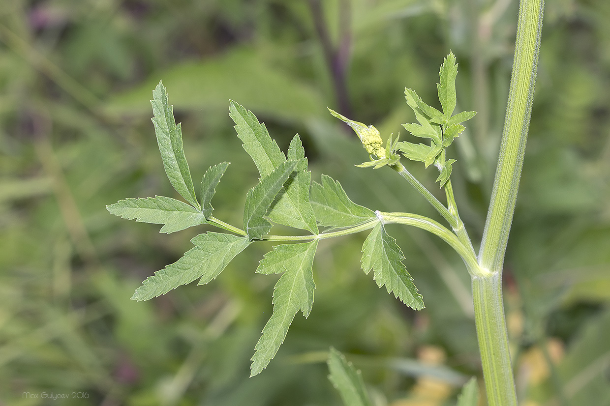 Изображение особи Pastinaca sativa.