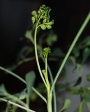Image of taxon representative. Author is Сергей Наумов