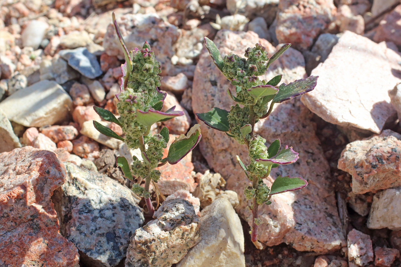 Изображение особи Chenopodium album.