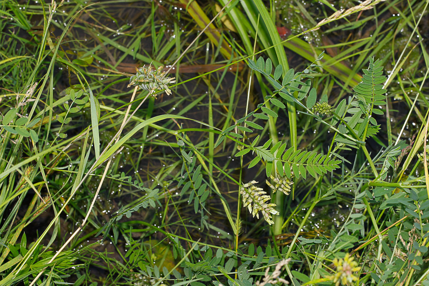 Image of Astragalus cicer specimen.