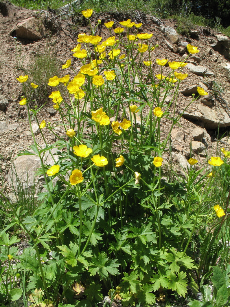 Image of Ranunculus grandifolius specimen.