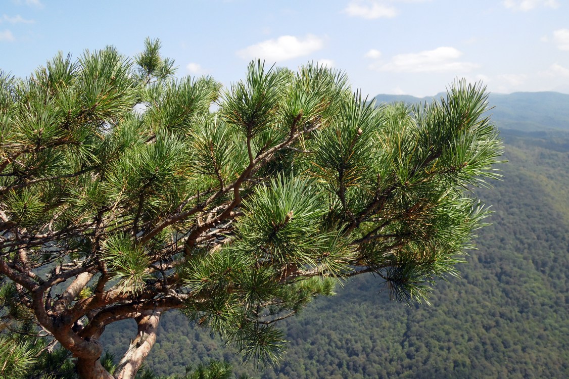 Изображение особи Pinus sylvestris.