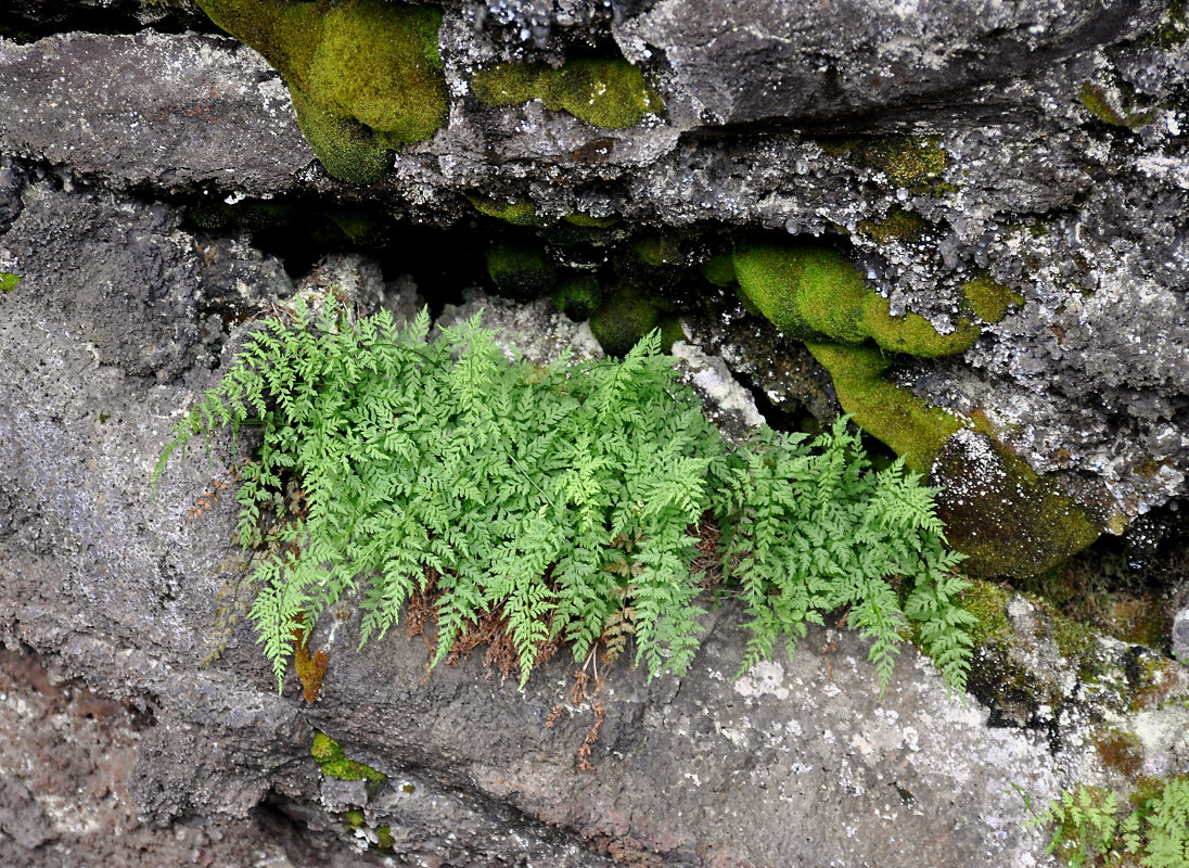 Изображение особи Cystopteris fragilis.