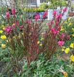 Gaura lindheimeri
