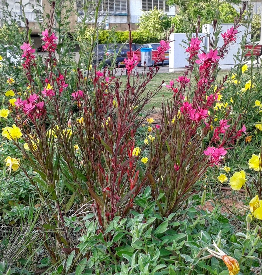 Image of Gaura lindheimeri specimen.