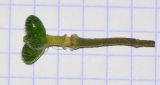 Image of taxon representative. Author is Татьяна Мальчинская