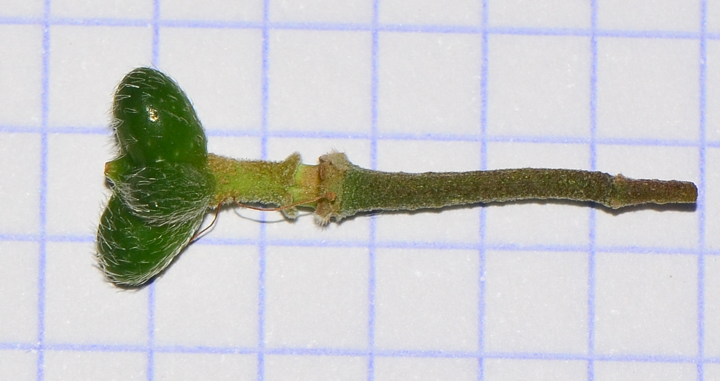 Image of Grewia occidentalis specimen.