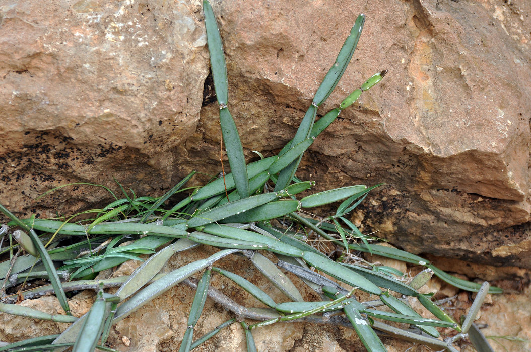 Image of Cissus hamaderohensis specimen.