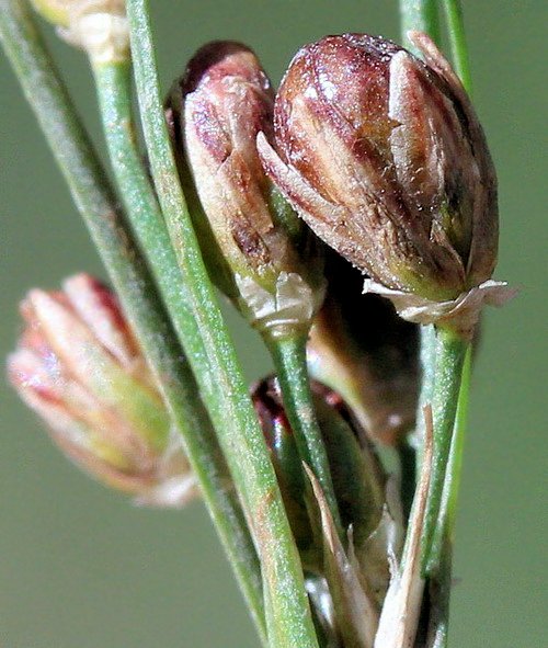 Image of Juncus gracillimus specimen.