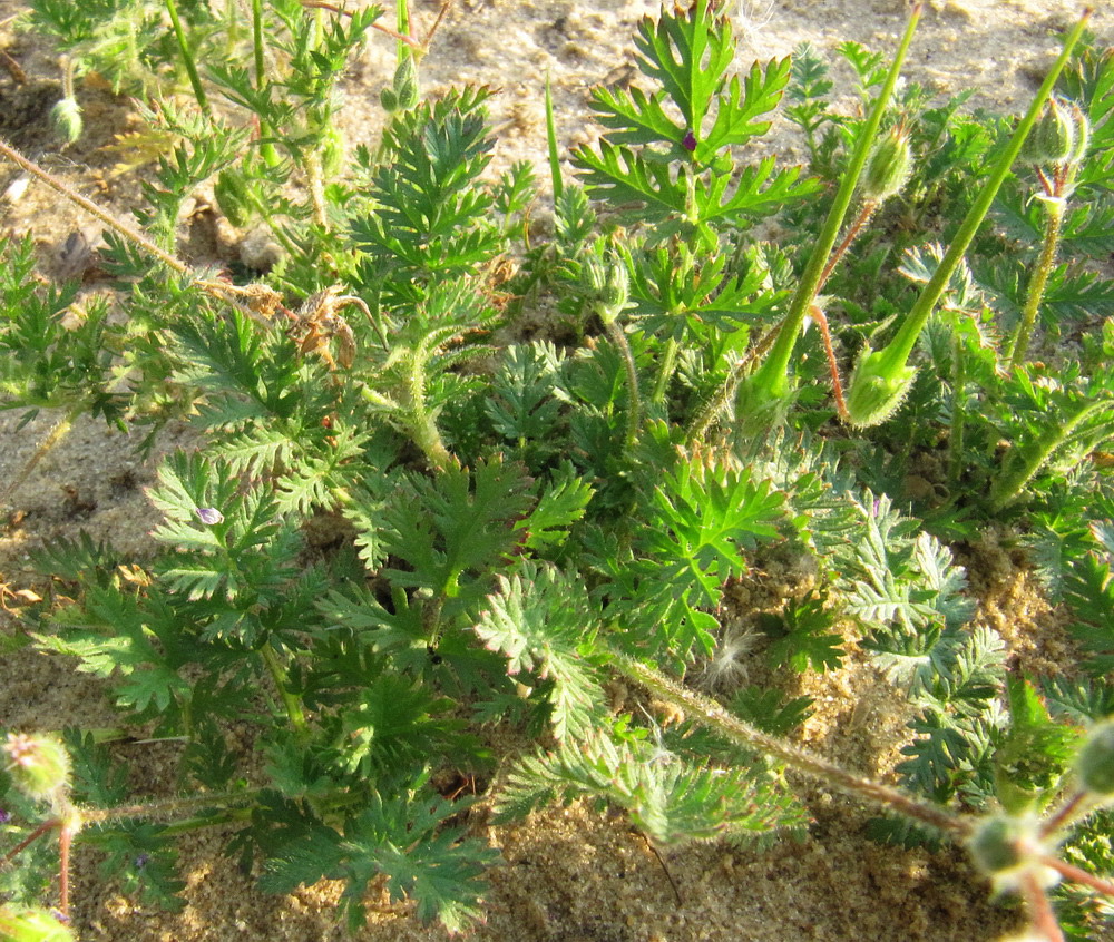 Image of Erodium cicutarium specimen.