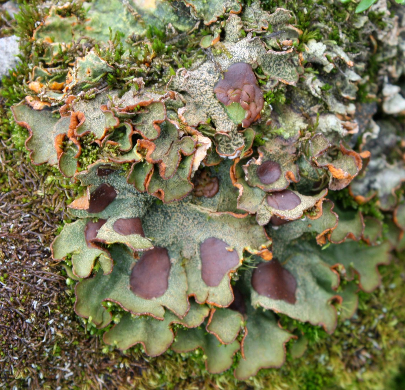 Image of Solorina crocea specimen.