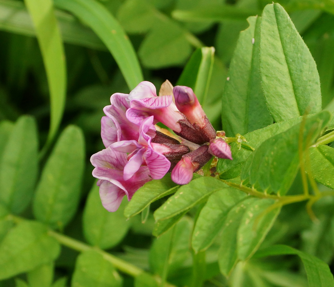 Изображение особи Vicia sepium.