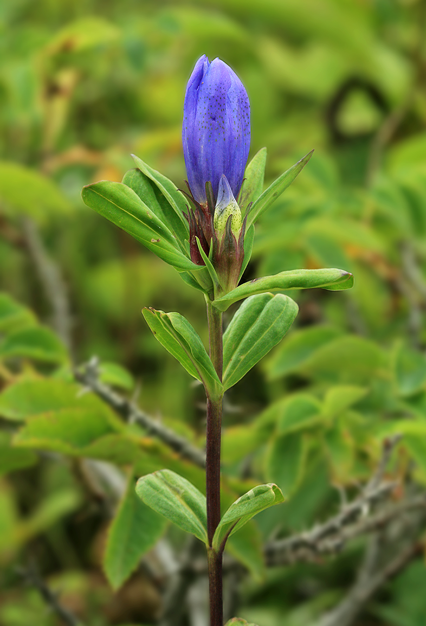 Image of Gentiana axillariflora specimen.