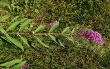 Buddleja davidii