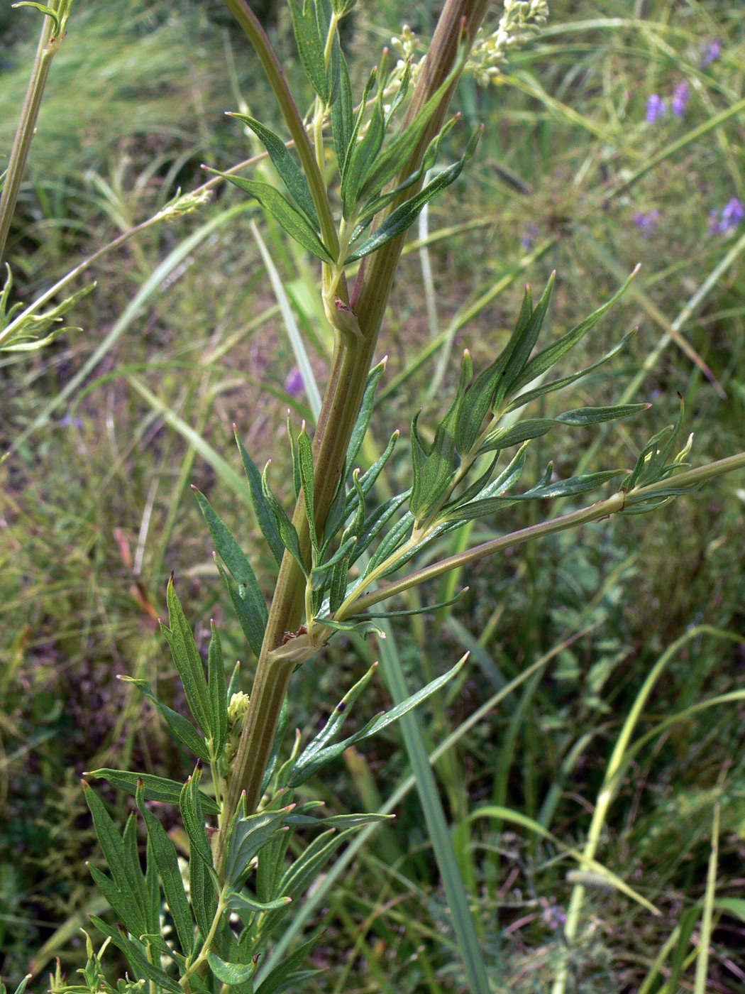 Image of Thalictrum amurense specimen.