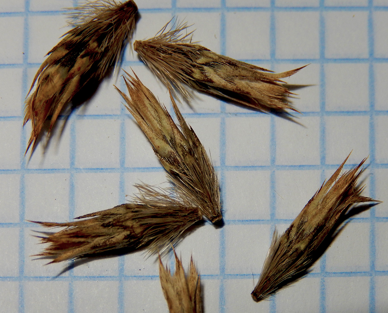 Image of Echinops sphaerocephalus specimen.