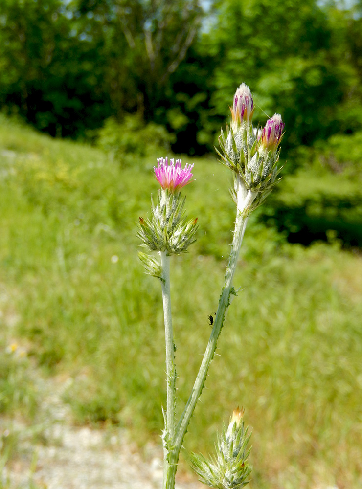 Image of Carduus arabicus specimen.