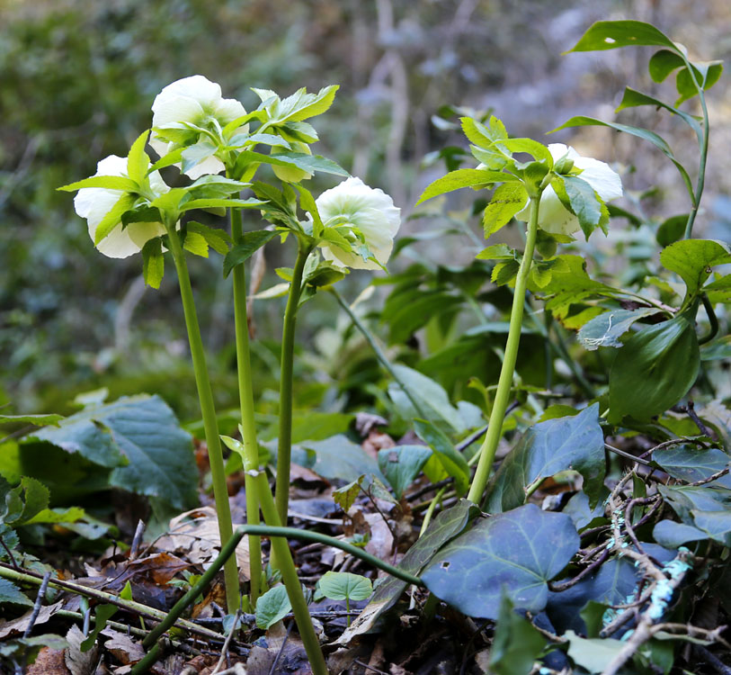 Image of Helleborus caucasicus specimen.