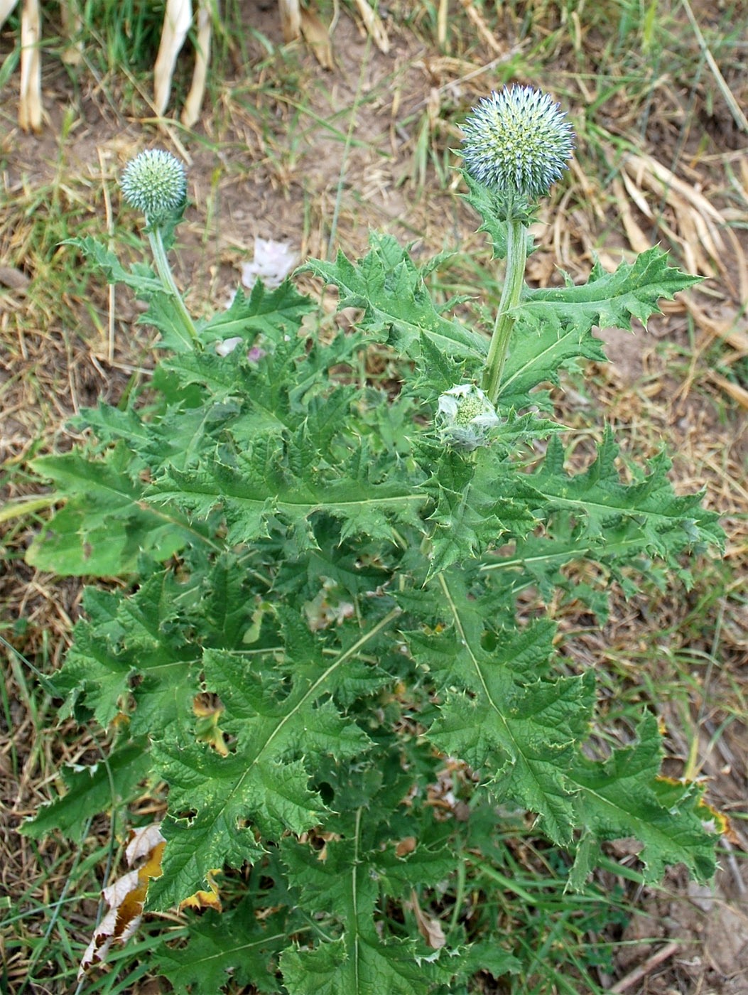 Image of Echinops karatavicus specimen.