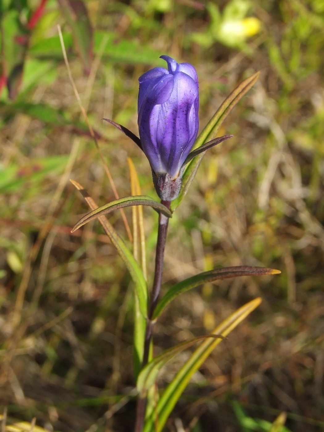 Image of Gentiana triflora specimen.